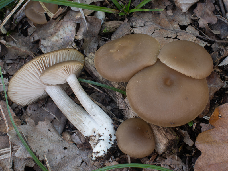 Entoloma quercetorum